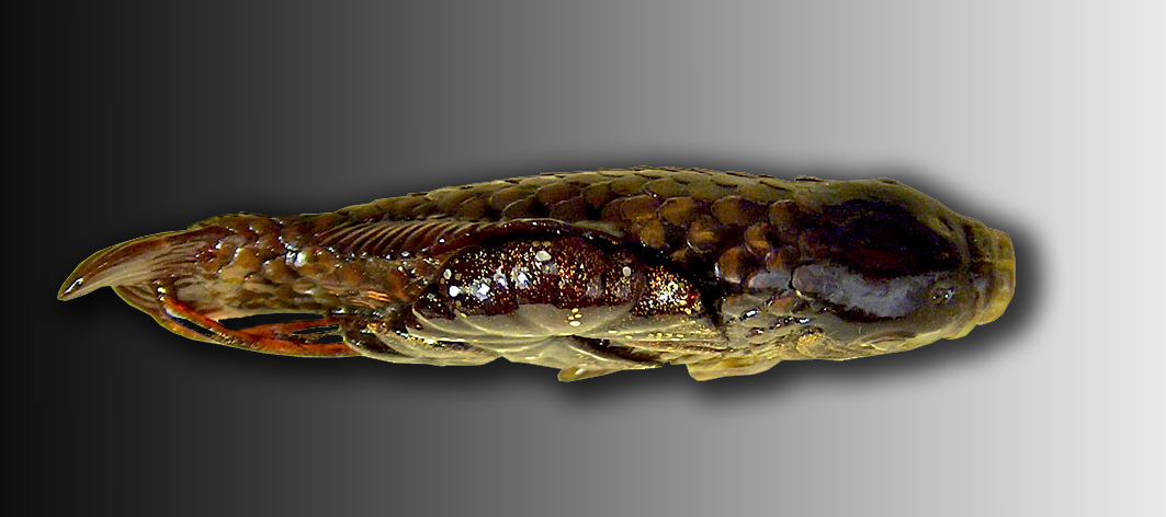 Carp among lotus leaves03